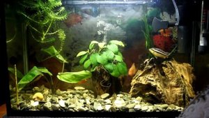 кормлю рыб трубочником