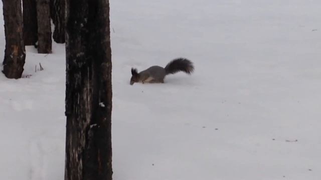 Экскурсия в зимний парк / Excursion to the park смотреть онлайн