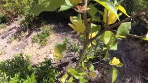 Magnolia "Yellow Bird" Магнолия "Жёлтая Птица" 20.05.19