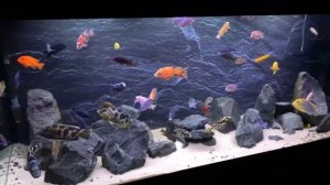 Мой цихлидник 500 литров