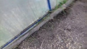 Осенняя обработка теплицы .Спасает урожай от болезней .