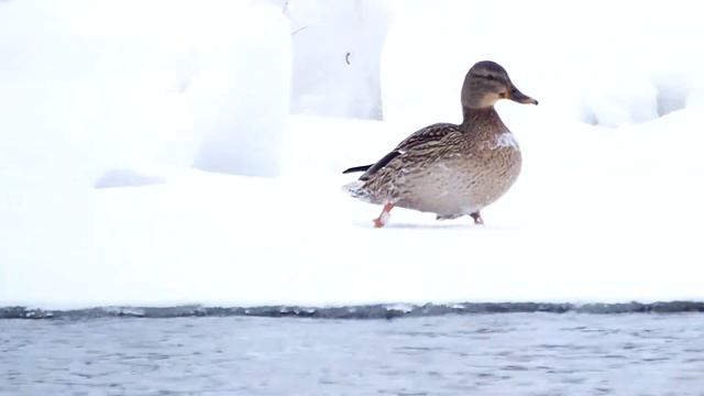 Разрешённая скорость смотреть онлайн