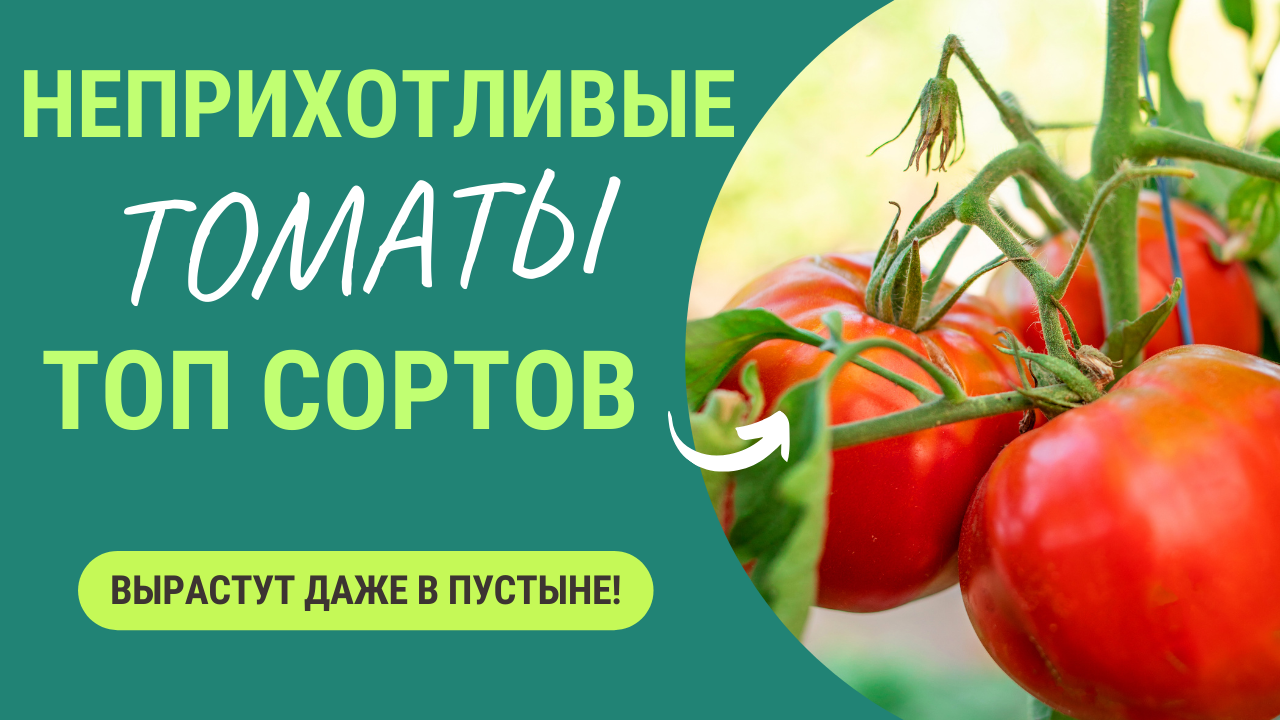 Самые неприхотливые томаты