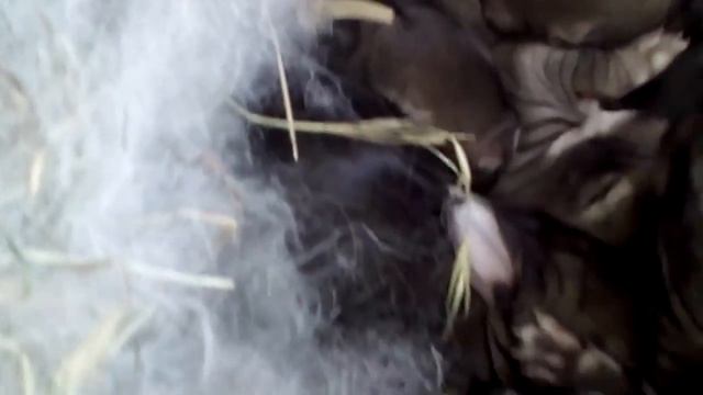 Фландр и Серый Великан крольчата.Крольчатам 5 дней. смотреть онлайн