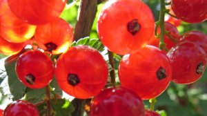 Дачные вкусняшки.  Красная смородина, персик,груша,инжир.