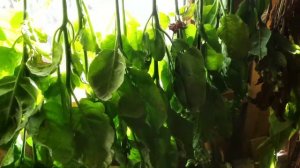 второй урожай махорки, заготовка семян табака и махорки,