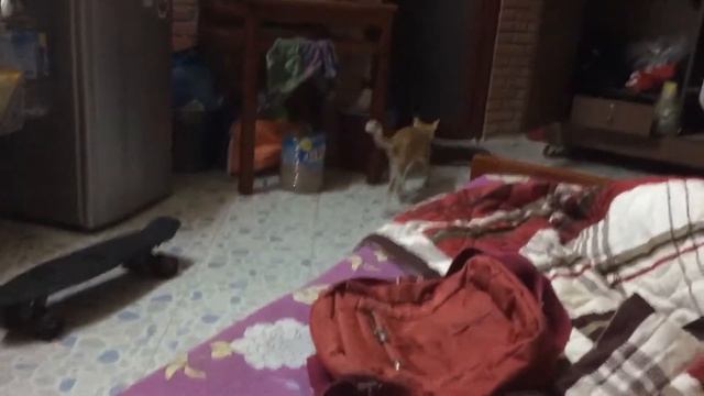 Мёртвая крыса ??????????????????????????????????????????? смотреть онлайн