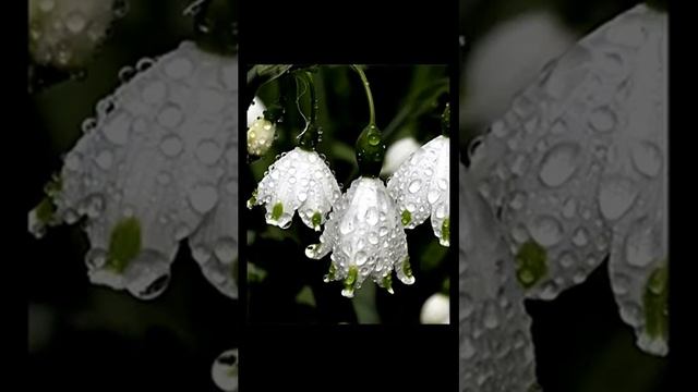 Звуки луга летом. Природа