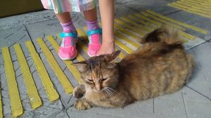 Ласковая кошка