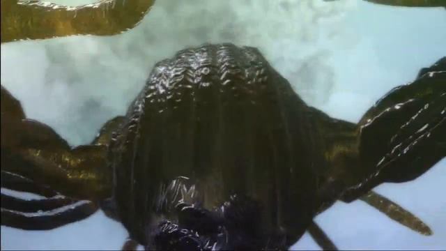 Nier - Giant Shade Trailer (PS3 / XBox360) смотреть онлайн