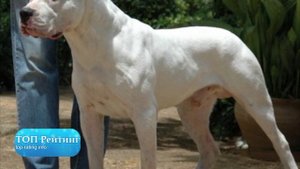 Самые злые собаки ТОП 10 самых злых пород собак в мире