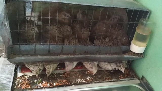 Перепёлки начали приносить доход. смотреть онлайн