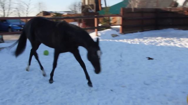 Лошадиные игры смотреть онлайн