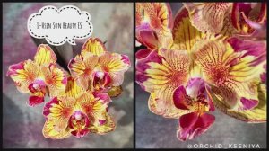 Phal. I-Hsin Sun Beauty Es ?| Азиатский фаленопсис бабочка Сан Бьюти | Первое цветение детки ?