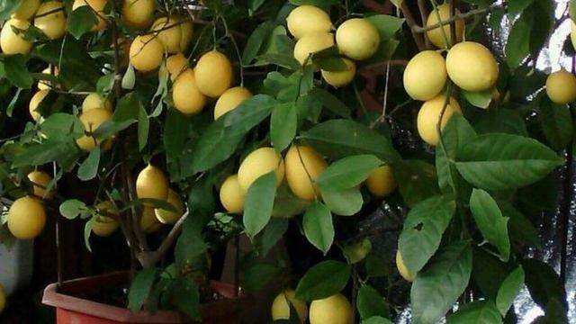 Ташкенский (домашний) лимон выращивание из косточки.