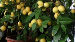 Ташкенский (домашний) лимон выращивание из косточки.