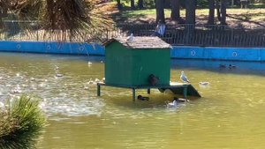 Признаки ОСЕНИ. Наблюдения в парке. Познавательное видео.