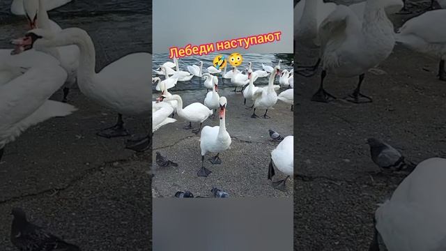 Лебеди наступают??