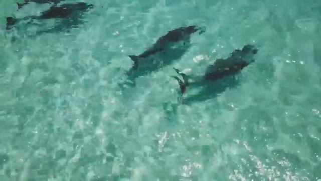 KANGAROO ISLAND смотреть онлайн