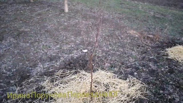 Обработка сада ранней весной (обмывка деревьев), новые саженцы в саду