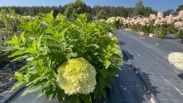 Гортензия карликовая Литтл Спуки смотреть онлайн