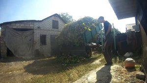 Уборка буряка руками. Сельхоз Бизнес для начинающих! Трактор Юмз-6кл