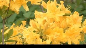 САЖАЕМ ЛИСТОПАДНЫЕ АЗАЛИИ И ПОЛИВАЕМ ИХ ПРАВИЛЬНО