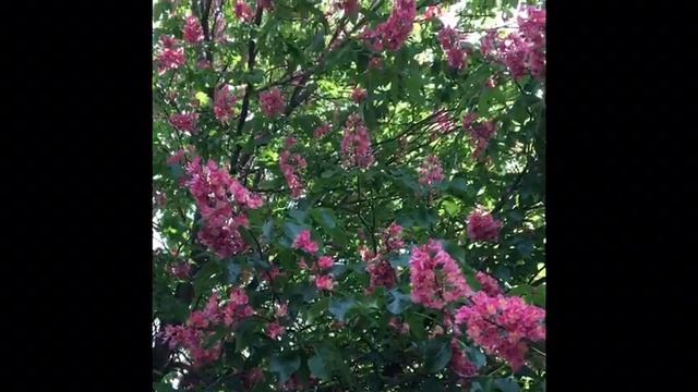 Цветущий розовый каштан | Blooming pink chestnut #Shorts смотреть онлайн