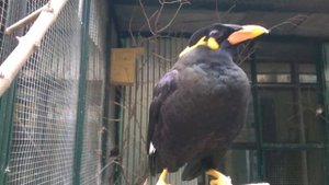 Священная майна