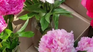 #ФестивальпионовВоронеж Фестиваль пионов(3.06.23г., Г.Воронеж).