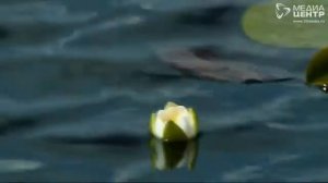 Тайны Дарвинского заповедника