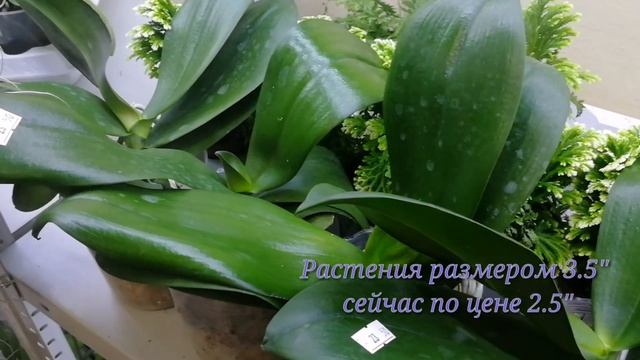 P.Sogo Lawrence смотреть онлайн