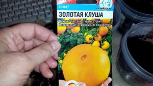 Сею на Рассаду Помидоры сорта "ЗОЛОТАЯ??? КЛУША"!!! Очень ВКУСНЫЙ. СЛАДКИЙ!!! ???29 марта 2023г.??