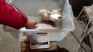 Перепел техасский 14 дней, вес! покажу и взвешу