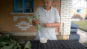 Черенкование калины крупноплодной   Вопрос к друзьям
