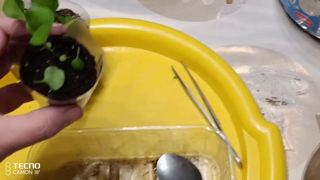 Ваша петуния вытянулась.Подсыпка рассады петунии.Реабилитация петунии.