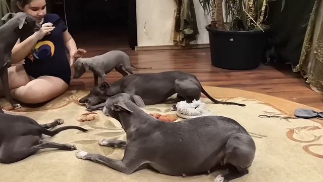 Щенки уиппета голубой окрас смотреть онлайн