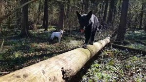 ДТ-34. Прогулка с собакой: что взять, чем заняться?