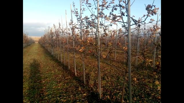 Какие сорта яблок подобрать для дачного участка или екосада смотреть онлайн