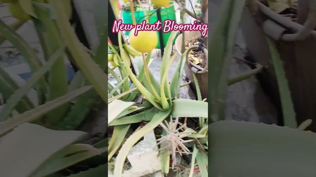 अब आए हैं सुंदर फूल इन पौधों पर भी !! #reels #hindi #gardening #aloevera #cactus #terracegarden