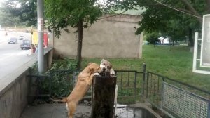Noyemberyan Armenia Ноемберян Армения собаки парк dogs