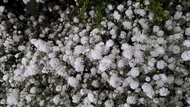 Baby's breath plant - grow & care смотреть онлайн