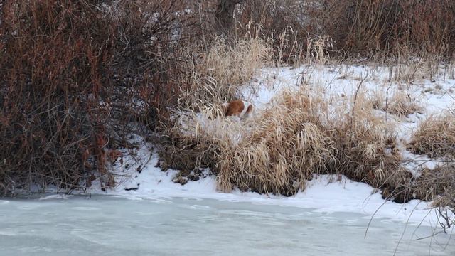 Ранний выезд на речку. Гуляем с собакой. Релакс видео. Март 2022 //Без хвоста смотреть онлайн