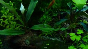 Попондетта фурката. Bucephalandra sp. Macam 2 .