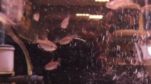 Аквариумная рыбка, Конго королевская тетра, Phenacogrammus interruptus