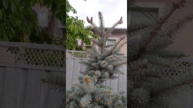 Голубая ель без названия. Похожа на Хупси! Есть розовые шишки! смотреть онлайн