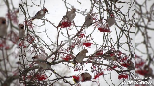 Ну вот и наступила Зимняя Сказка приРОДы Печорского Края смотреть онлайн