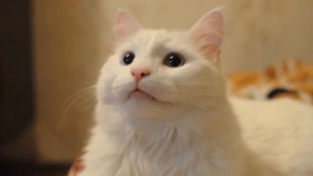 Кошка потеряла голос (