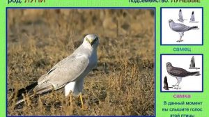 Луни. Голоса птиц России