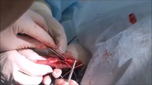 Оперативное лечение разрыва ахиллова сухожилия у собаки Ветлайн НИКОР